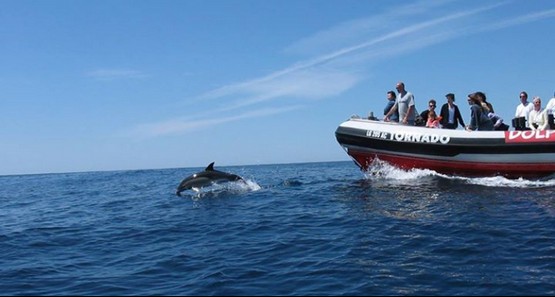 Dolphin Seafaris