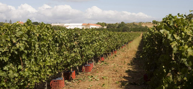 Weine der Algarve