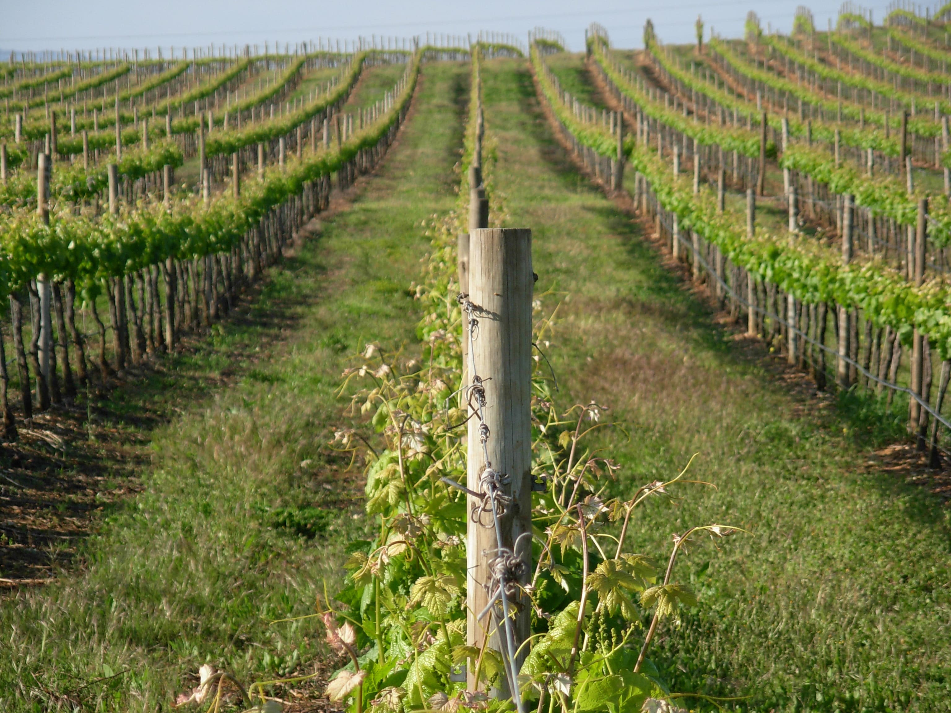 Herdade dos Pimentéis 