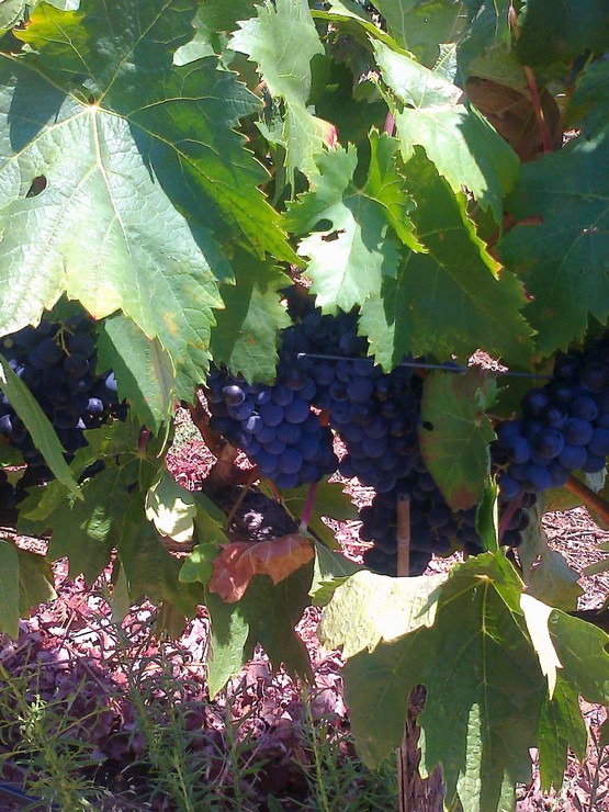 Herdade dos Pimentéis 