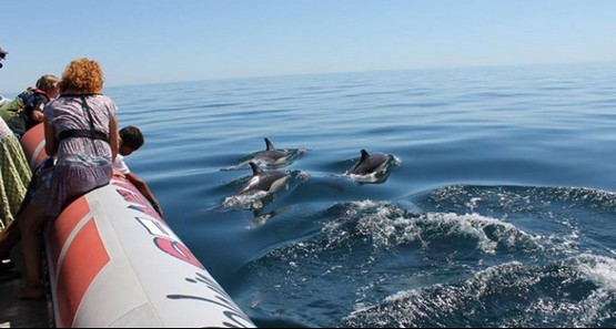 Dolphin Seafaris