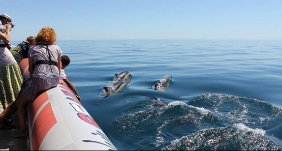 Dolphin Seafaris