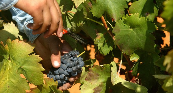 Quinta da Penina 