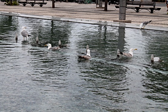 Praça Manuel Teixeira Gomes (Manuel Teixeira Gomes Square)