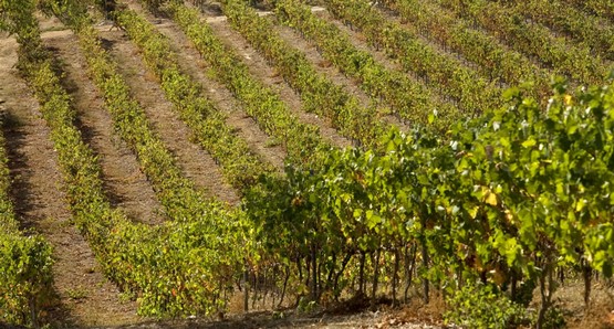 Quinta da Penina 