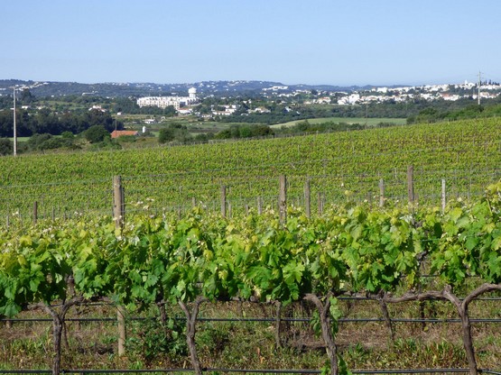 Wines in Portimão