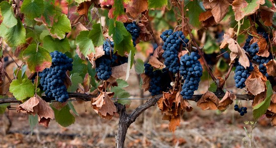 Quinta do Morgado da Torre