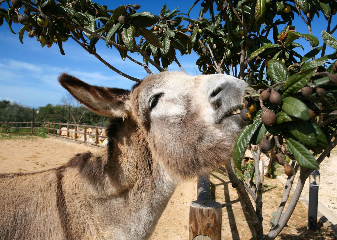 Ferme Pédagogique de Portimão