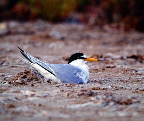 Ao Sabor da Maré