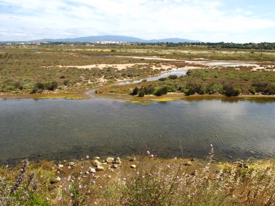 Rocha Delicada